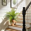 2 Pack Artificial Fern Plants in Pots, Type 8