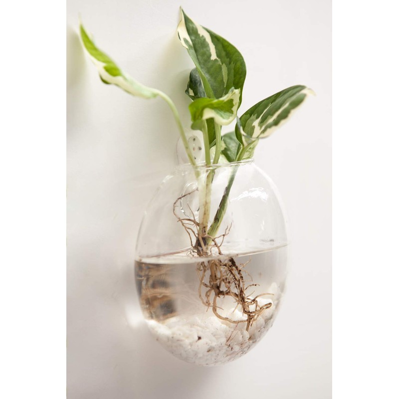 Mkono Wall Hanging Glass Terrariums Planter Oblate Flower Vase for