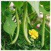 Everwilde Farms - 1/4 Lb Provider Green Bean Seeds -