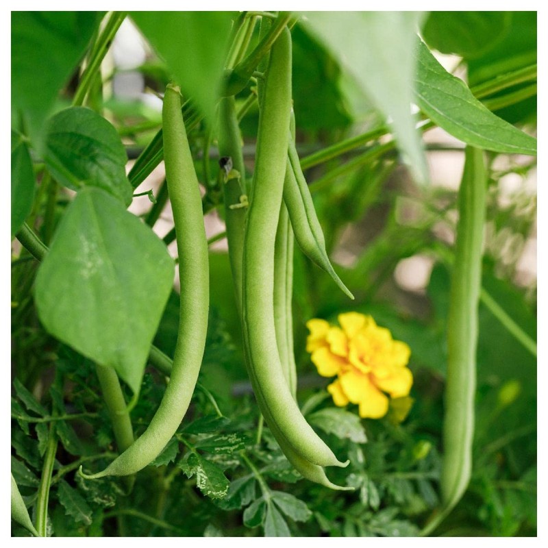 Everwilde Farms - 1/4 Lb Provider Green Bean Seeds -