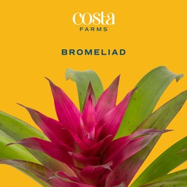 Costa Farms Bromeliad Live Plant | Blooming Flowers, 20-Inches Tall | Live Indoor Houseplant in Garden Flower Pot | Color Varies | Housewarming Gift | Home, Office and Room Decor