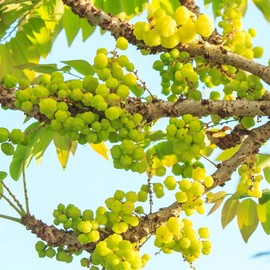 15+ Seed Phyllanthus Acidus Tropical Fruit Seeds for Planting Outdoor-Non-GMO Heirloom Sweet Edible Fruit Tree Plant in Your Home Garden