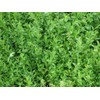 Knotgrass Herb (Polygonum Aviculare L.) - Health Embassy - 100%