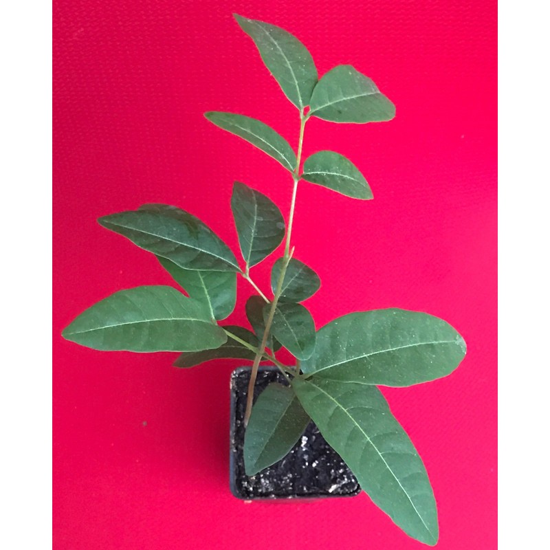 New and Healthy Longan Dimocarpus - Dragon Eye - Diamond