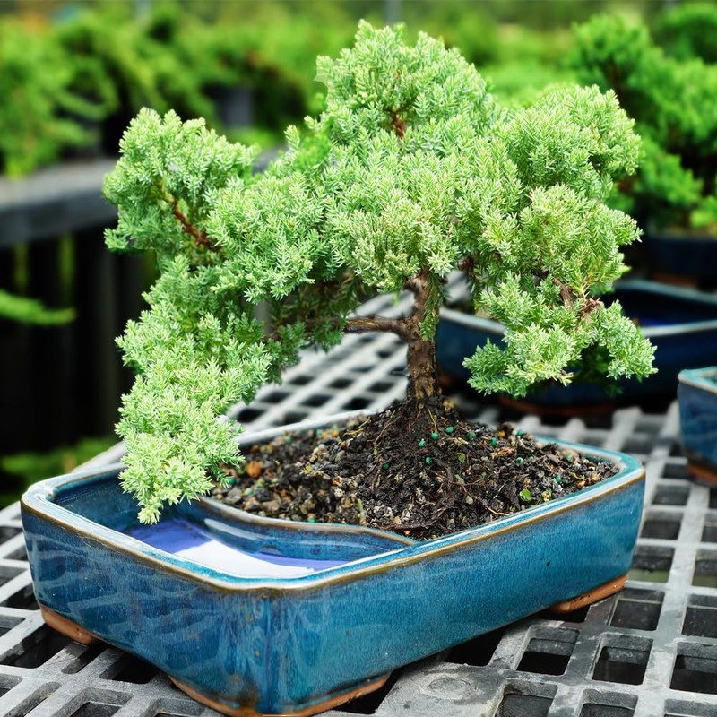 Brussel's Bonsai Live Green Mound Juniper Bonsai Tree - Medium,