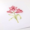 Pergamano Amaryllis - Frosted Floral Overlay Pack, PER-PA-70416-XX
