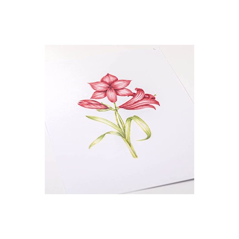 Pergamano Amaryllis - Frosted Floral Overlay Pack, PER-PA-70416-XX