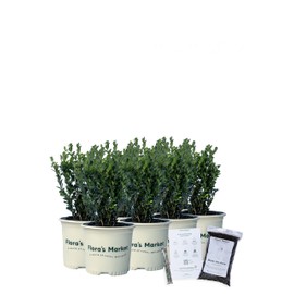 Wintergreen Boxwood - Includes Planting Kit (1 Gallon (8-Pack))