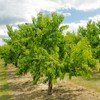 Mericrest Nectarine, Cold-Hardy, Sweet, and Juicy Red-Skinned Nectarine, 5 gal.