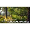 Longleaf Pine Tree | 30 Live Plants | Pinus Palustris
