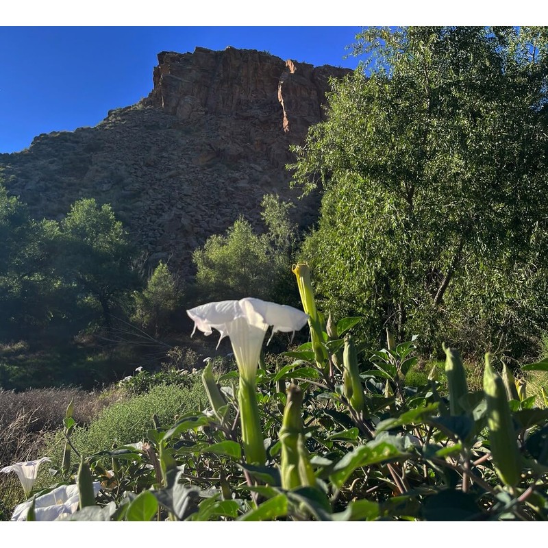 Toloache Wrightii Sacred Moonflower Moon Lily Angel's Trumpet Flower Premium