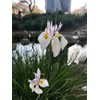 African Iris White - 3 Live Plants - Dietes Iridioides