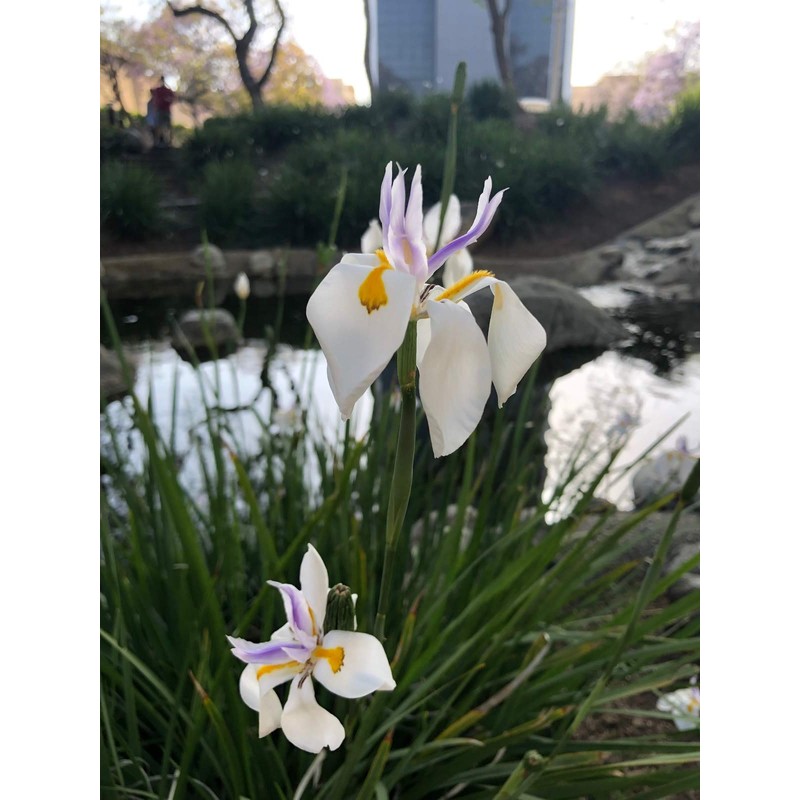 African Iris White - 3 Live Plants - Dietes Iridioides