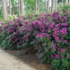 Encore Azalea Autumn Royalty (1 Gallon) Azalea of The Year