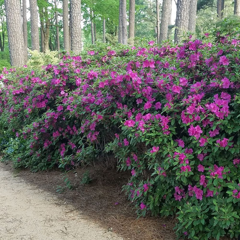 Encore Azalea Autumn Royalty (1 Gallon) Azalea of The Year
