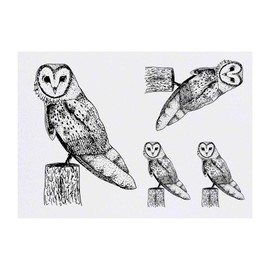 4 x 'Barn Owl' Temporary Tattoos - Water Resistant, Skin-Safe, Non-Toxic Transfers, Mixed Sizes (TO00003905)