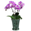 W&W Orchid Pot with Holes and Saucer for Repotting, 6