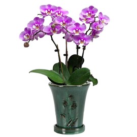 W&W Orchid Pot with Holes and Saucer for Repotting, 6 * 7 Inches, Green Mix