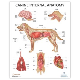 Anatomy Lab Canine Internal Anatomy Poster, LAMINATED, Veterinary Anatomy and Physiology, 17.3 x 22.5 Inches, Dog Internal Organ Diagram, Animal Anatomical Chart for Education Learning and Students