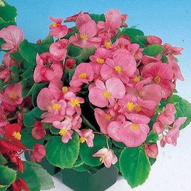 Park Seed Pizzazz Pink Begonia, Pack of 150 Seeds