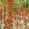 Nygardenia 200pcs Waterfall Tomato Seeds - Heirloom, Non-GMO, High-Yield Variety.