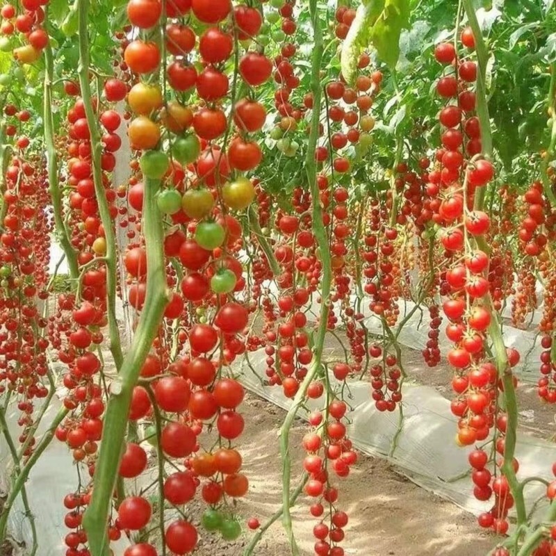 Nygardenia 200pcs Waterfall Tomato Seeds - Heirloom, Non-GMO, High-Yield Variety.
