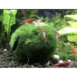 New Marimo Moss 3 Balls 0.5 inch (1.3cm) (Cladophora) Live Plant Aquarium In USA