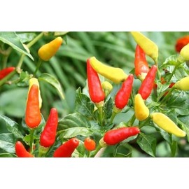 100 Tabasco Pepper Seeds Heirloom Hot - Non-GMO - Always Fresh Seeds! - Planting Seeds for Home Vegetable Garden