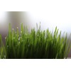 Cellavita Organic Barley Grass Vita - the Superfood Organic Vegan