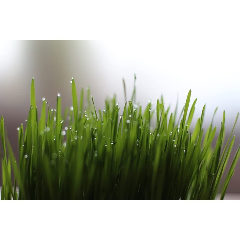 Cellavita Organic Barley Grass Vita - the Superfood Organic Vegan