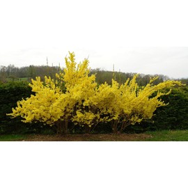 Lynwood Gold Forsythia Bush - Yellow Flowering Shrub - Live Plant Shipped 1 to 2 Feet Tall by DAS Farms (No California)