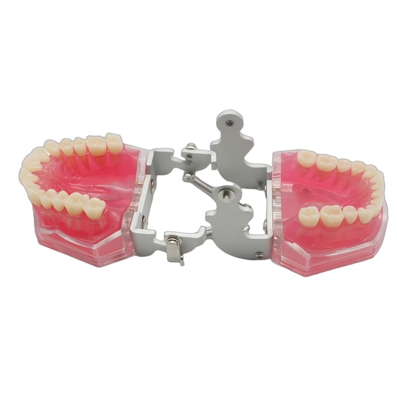 Dental Demonstration Teeth Model - Tooth Extraction Model Standard Study