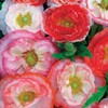 5000 Double Mixed Shirley Poppy Seeds for Planting 2 Grams