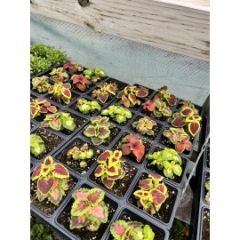 200 Coleus Seeds Mix Rainbow Variety Multiple Colors House Plants Outdoor Annual