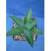 Crazy H Cactus Agave potatorum "Spawn" Starter Plants! FINALLY AVAILABLE!!