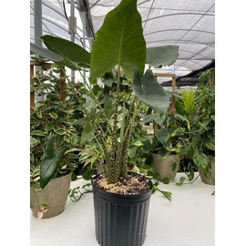 Alocasia Zebrina, Live Tropical Plant - Size, Overall Height: 2gal Pot, 24-27in