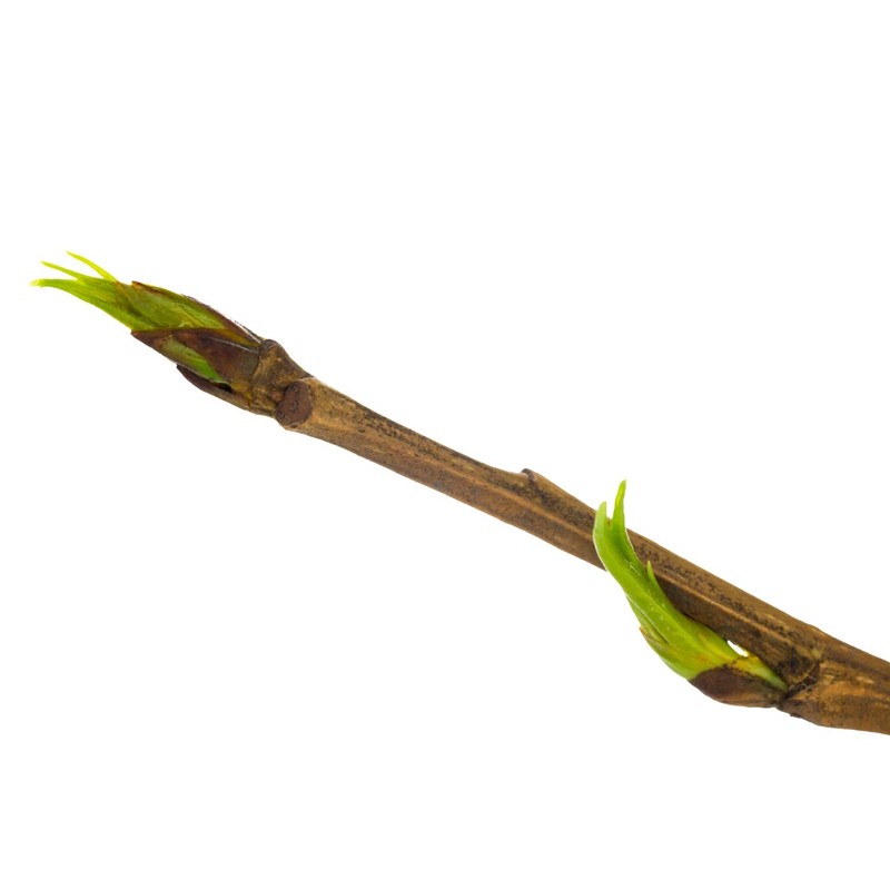 Health-Embassy White Poplar Buds | Populus Alba L | Herbal