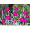 Rose Campion Mullein Pinks Lychnis coronaria Flower Premium Seed for