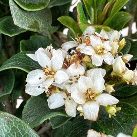 Blooming & Beautiful - Southern Moon Yedda Hawthorn - 3 gal - Monrovia - Evergreen Shrub - Spring White Flowers - Green Foliage - Zones 7-10 - Rhaphiolepis umbellata 'RutRhaph1' - 3 Gallon Pot
