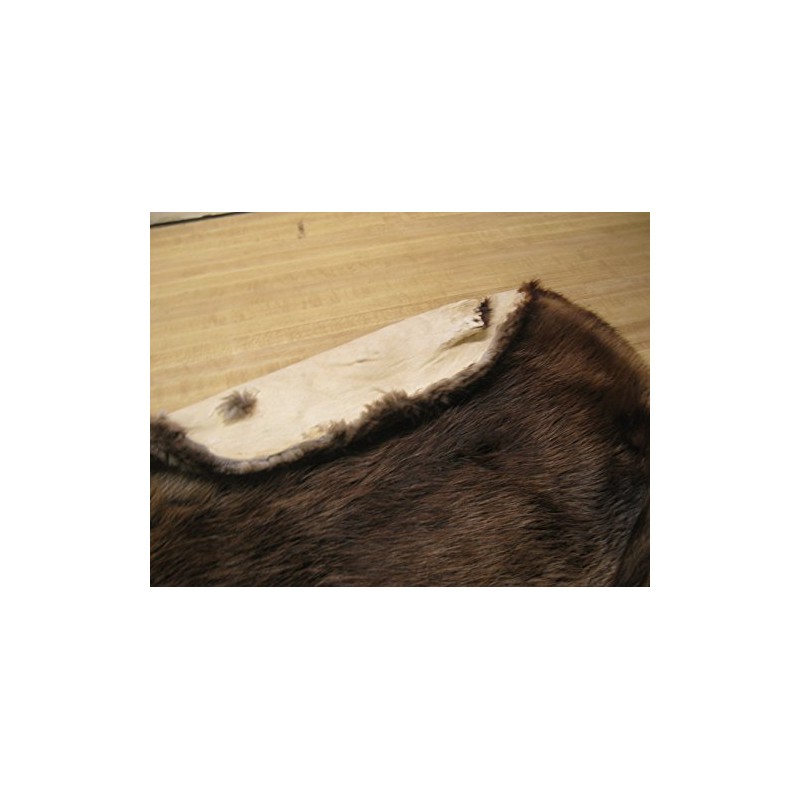 Tanned Beaver Hide Fur #2 Quality Damaged