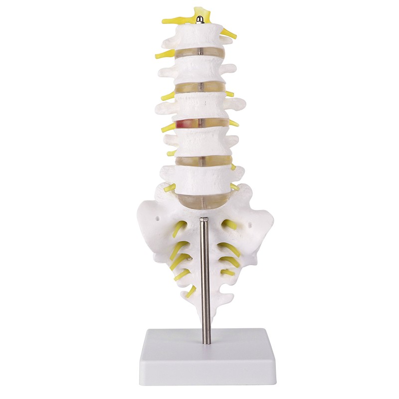 Lumbar Vertebral Spine Model Human Lumbar Educational Teaching Model Tool
