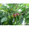 bears coffee beans kilimanjaro kibo 100g coffee bean remains Tanzania