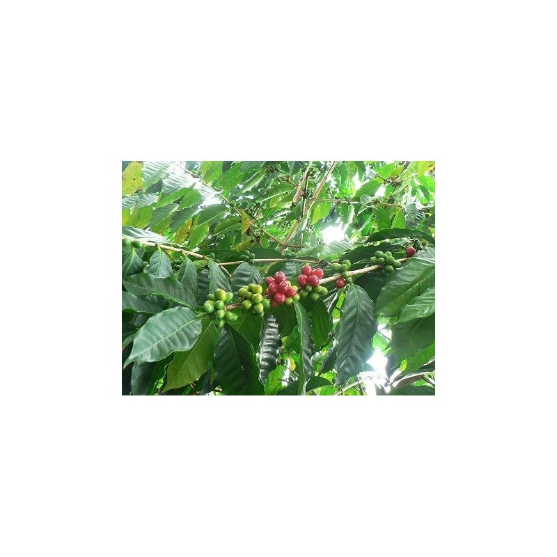 bears coffee beans kilimanjaro kibo 100g coffee bean remains Tanzania