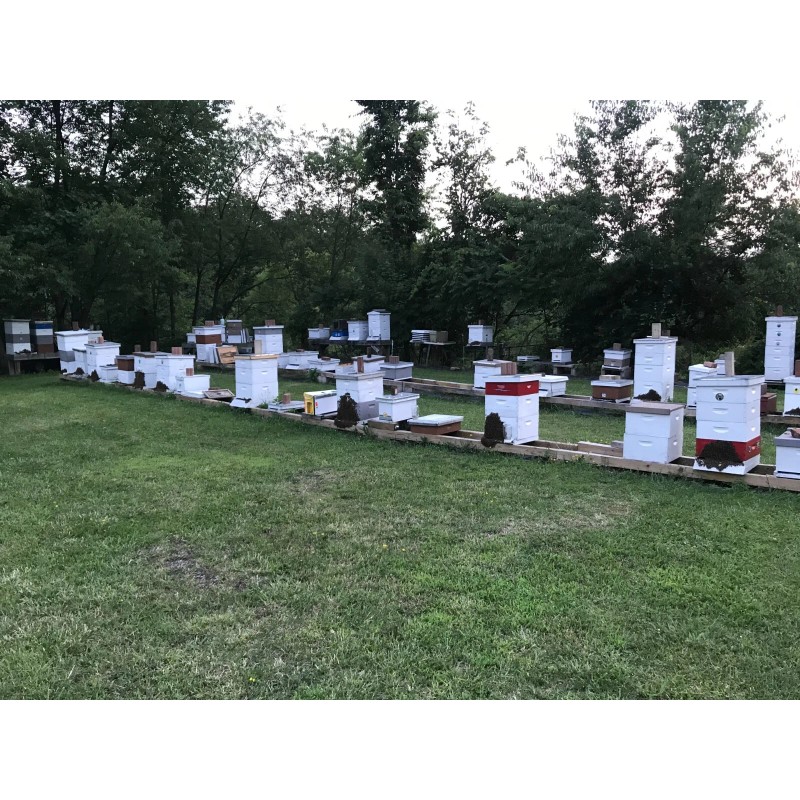 Rent A Hive Bee Rescue SWARM PRO Lure 5 pack