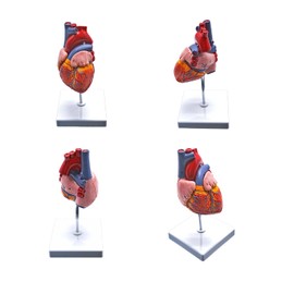 Human Heart Anatomy Model, Life-Size 2-Part Cardiac Dissection Model for Medical Student Study, Classroom Demonstration