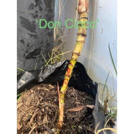 Unbranded Rare Heirloom Sugar Cane Varieties Well Rooted Large Plants