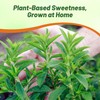 Outsidepride Stevia Sweetie Star Seeds - 50 Pcs. Perennial, Versatile