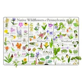 Where's Wildlife Native Wildflowers of Pennsylvania Poster - Flower Science Chart Divided into Grassland, Wetland, and Woodland Flowers (16" x 24")