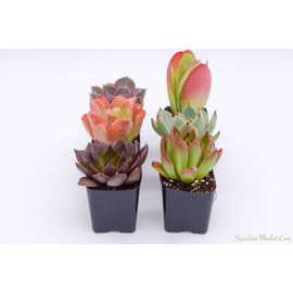 Colorful Succulents 6 Pack - Assorted 2 Inch - Live Succulent Plants - Fully Rooted Succulents
