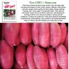China Rose Pink Radish Seeds (Raphanus sativus) – 125+ Non-GMO